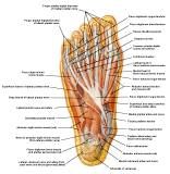 Anatomie: heup,bovenbeen,knie,onderbeen,enkel,voet,acetabulum,collum femoris,trachanter,femur,epicondyl,meniscus,kruisband,cruciate ligament,patella,knieschijf,tibia,fibula,malleolus,talus,calcaneus,tarsus,metatarsus,phalanx,falanx,quadriceps femoris,rectus femoris,sartorius,tensor fasciae latae,tractus iliotibialis,biceps femoris,gastrocnemius,semimembranosus,semitendinosus,soleus,suralis,vena saphena parva,vena saphena magna,sciatic,ischiadicus,peronea